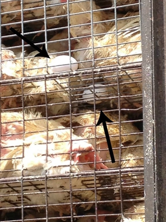 Chick-Fil-A Clone Re-imagined With Tofu #Vegetarian Chickens laying eggs in transportation crates