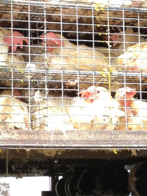 Chick-Fil-A Clone Re-imagined With Tofu #Vegetarian Chickens being transported