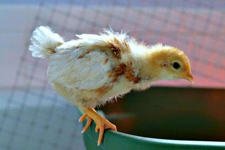 Chickens In The Mail Baby chicken perching.