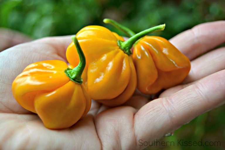 hand holding three habaneros