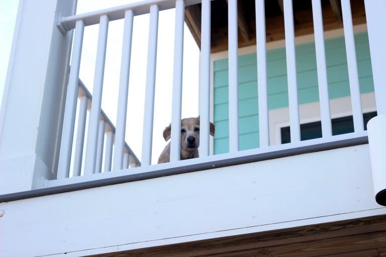 If dog friendly beach vacations are a priority for your family, look no further than Cape San Blas as a destination. It was voted the #1 dog friendly beach in the USA with good reason.