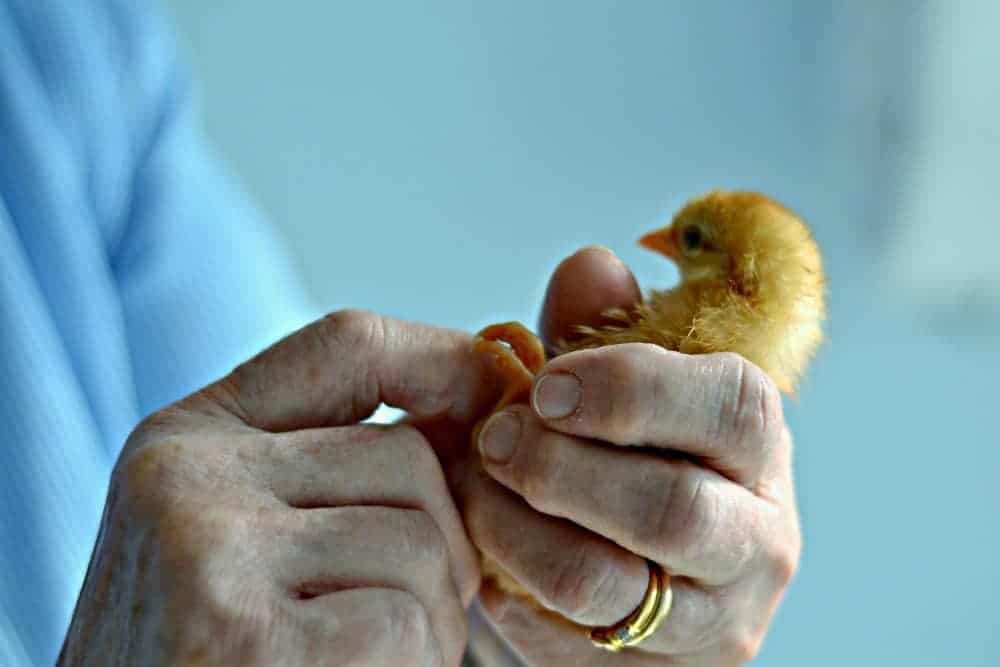 Chickens In The Mail Woman looking at baby chicken's feet.