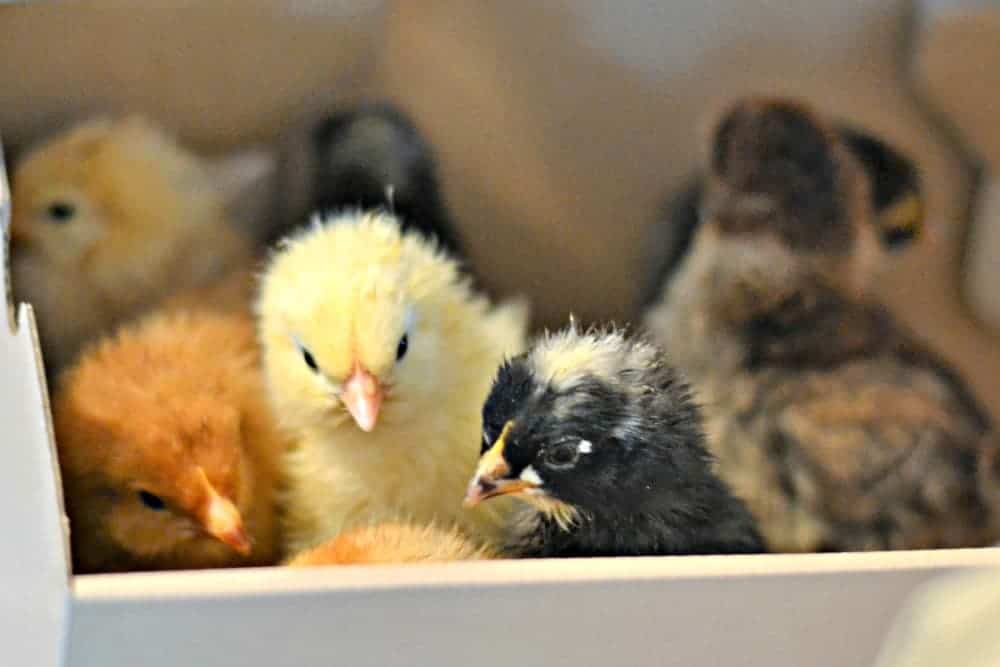 Chickens In The Mail Box filled with chickens.