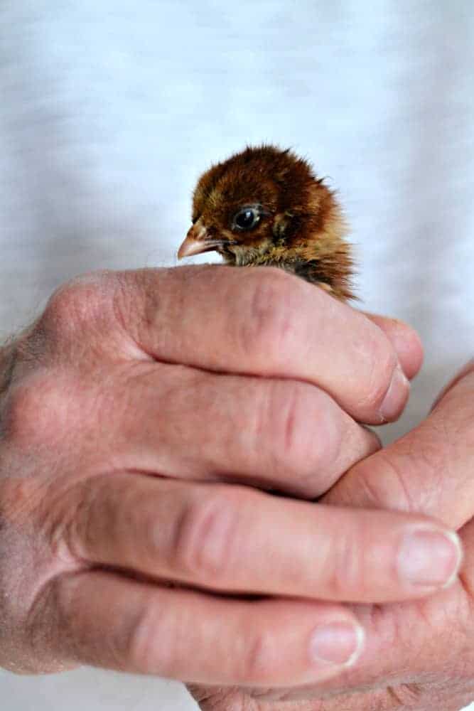 man holding baby chick