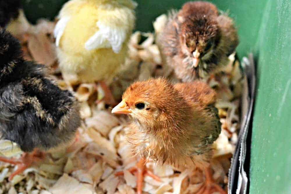 Chickens In The Mail Chickens on wood chips.