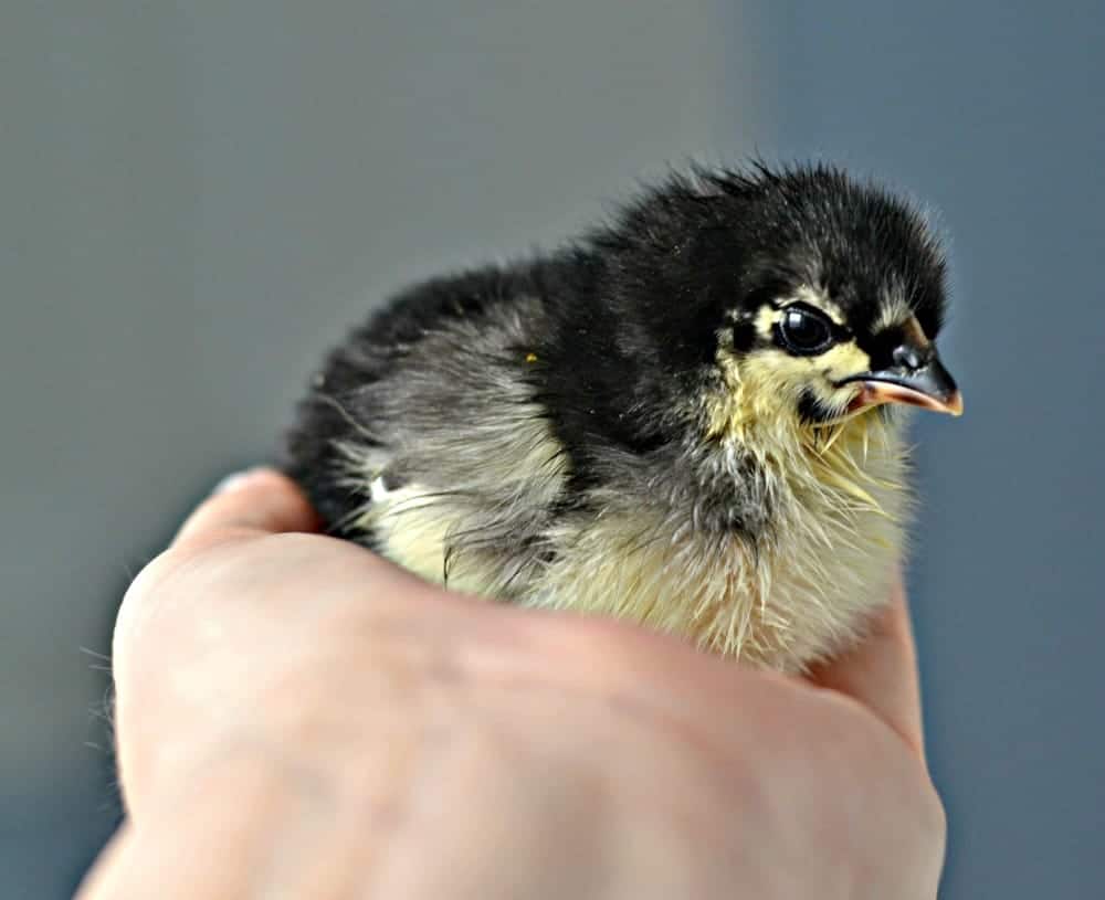 Chickens In The Mail Black and yellow chick in hand.