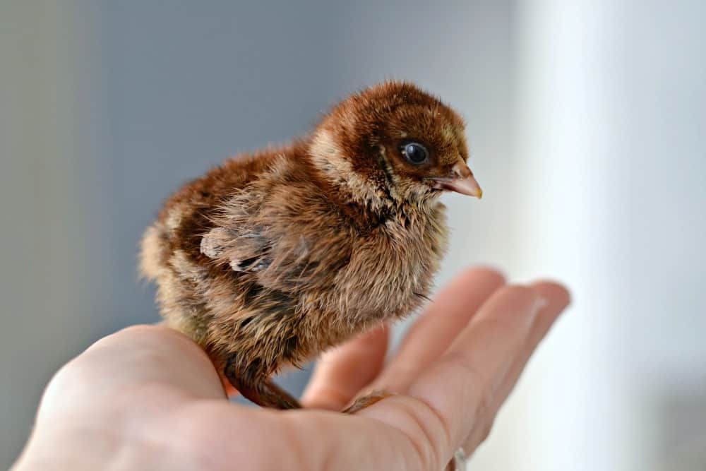 Chickens In The Mail Production Red baby chicken.