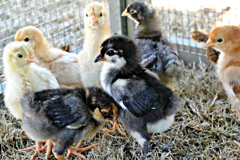 Chickens In The Mail Baby chickens in coop