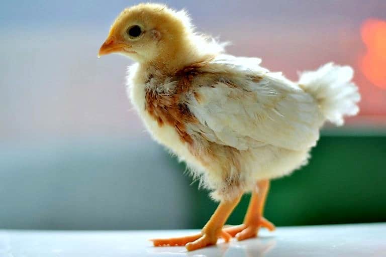 Chickens In The Mail Baby yellow chicken.