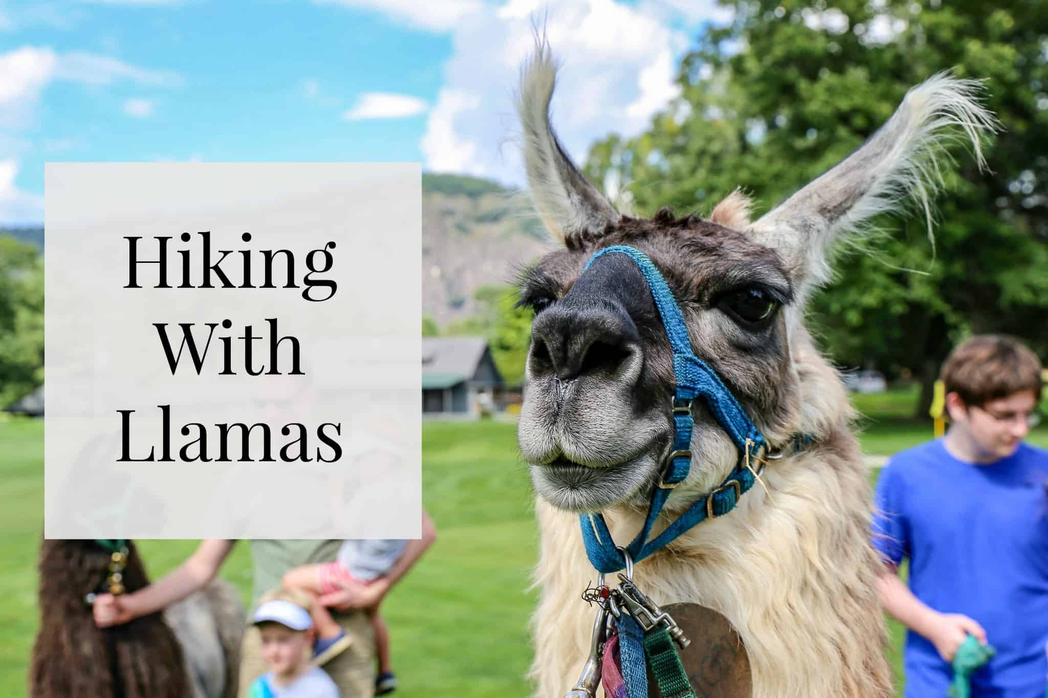 Hiking With Llamas