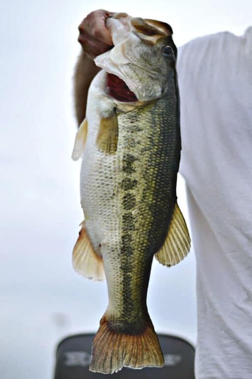large mouth bass