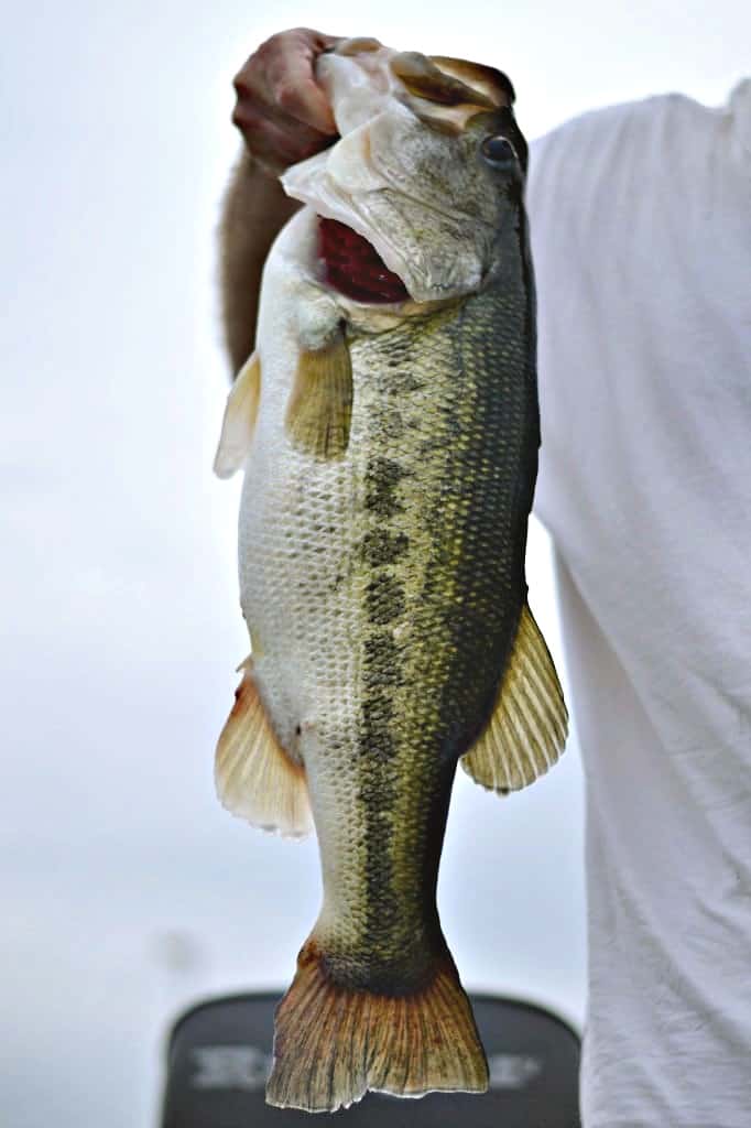 Large mouth bass.