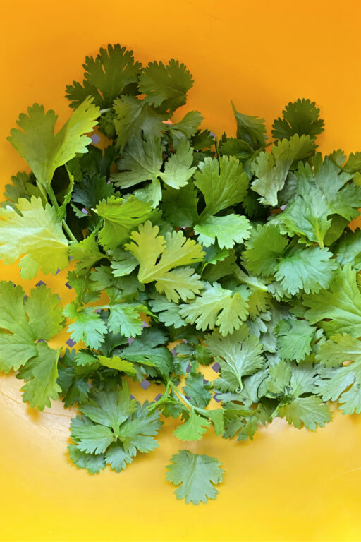 cilantro
