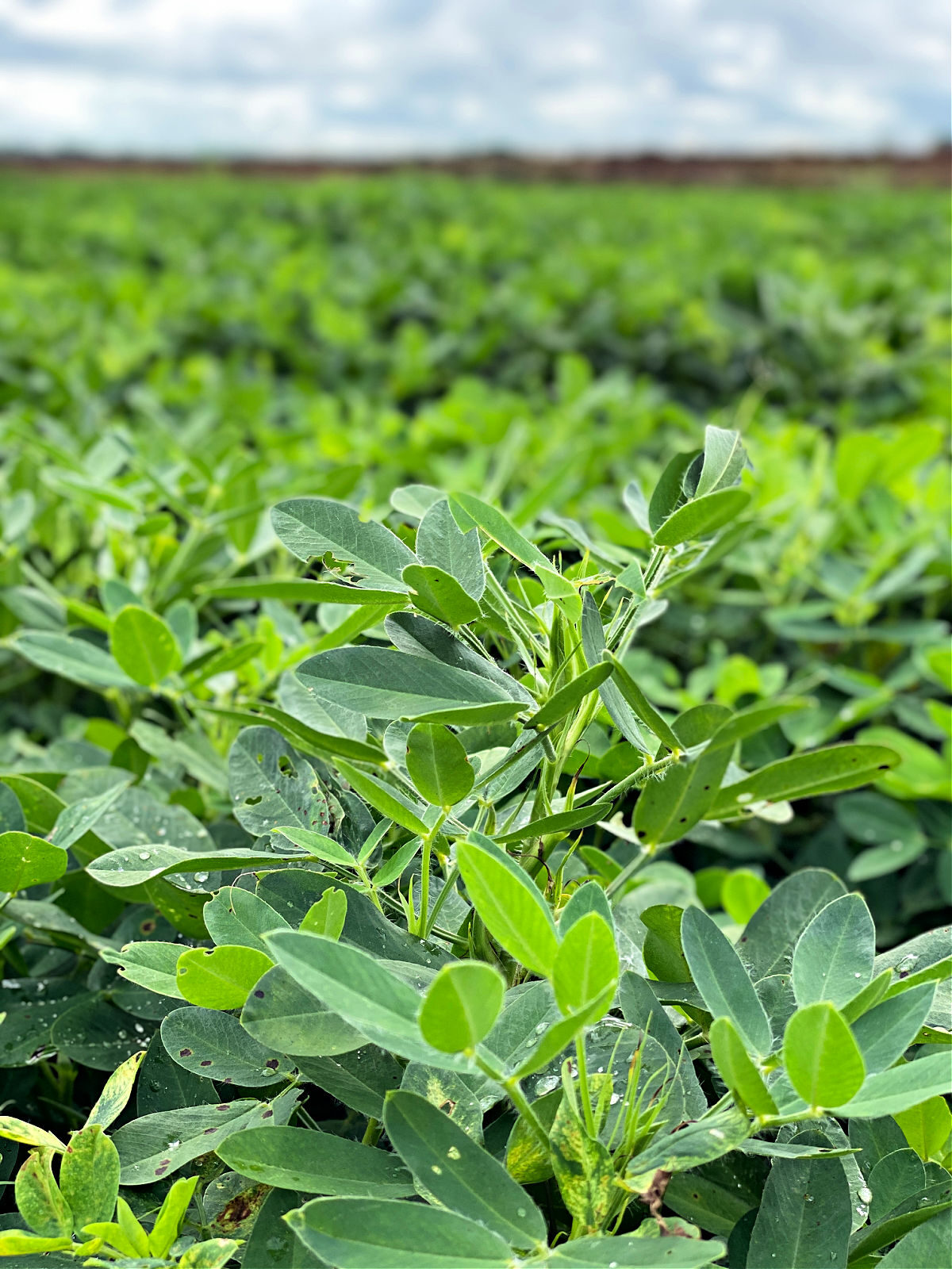 Peanut plants growing in a field.