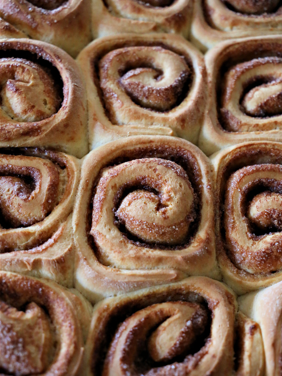 Un-iced baked cinnamon rolls in a baking dish.