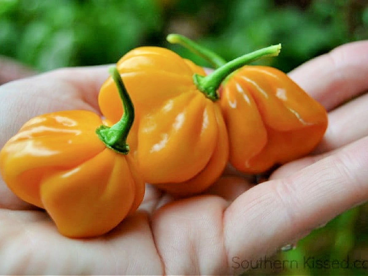 Woman's hand holding three orange habanero peppers.
