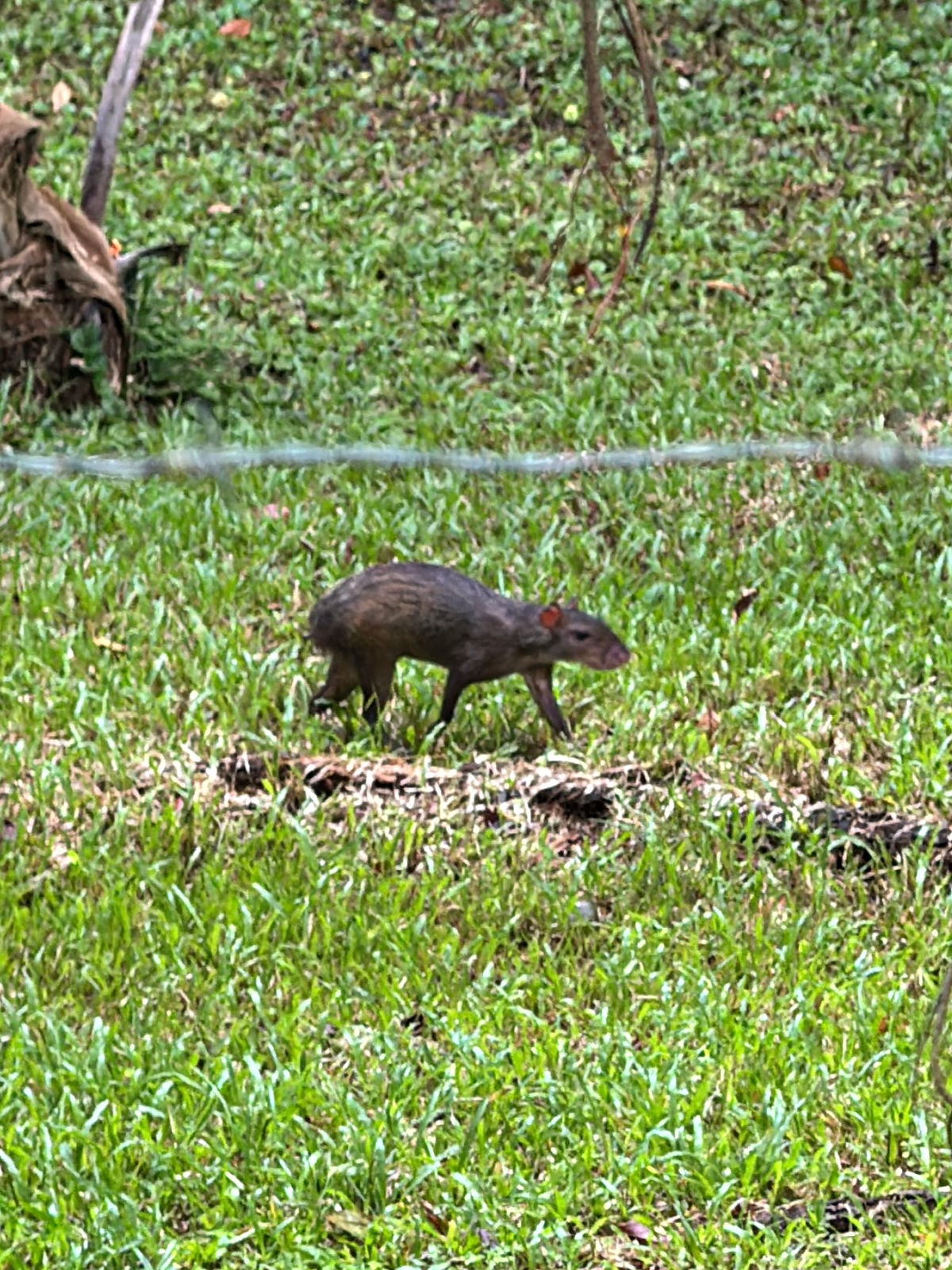 Agouti walking across green grass in Costa Rica, small brown rodent native to Central America.