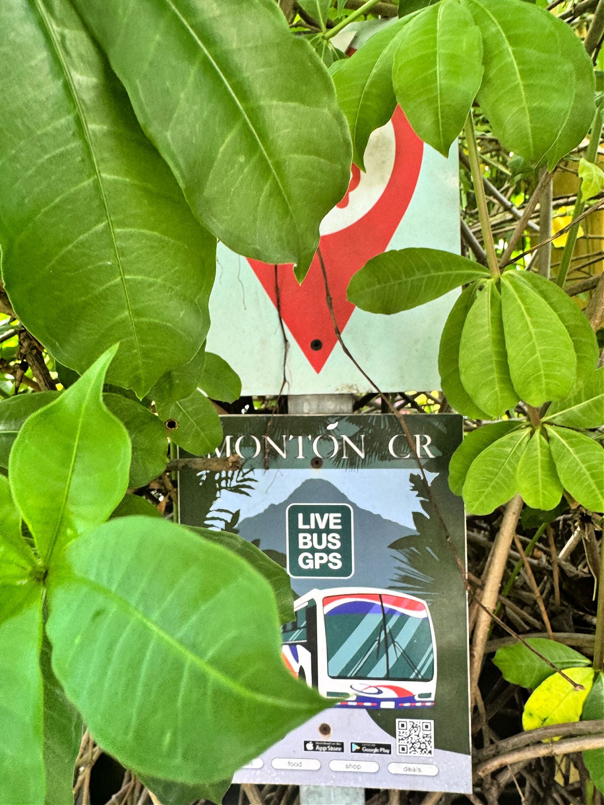 Costa Rica bus stop sign partially hidden by tropical leaves featuring live bus GPS information.