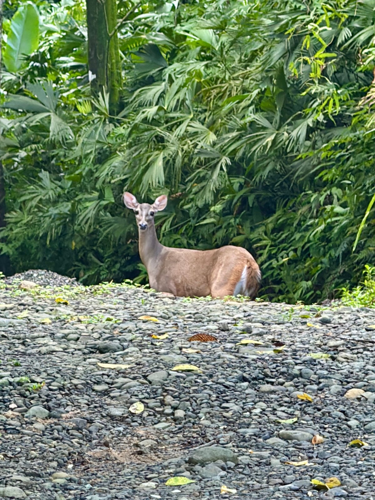Small brown deer resting on a rocky riverbed surrounded by lush tropical greenery in Costa Rica.