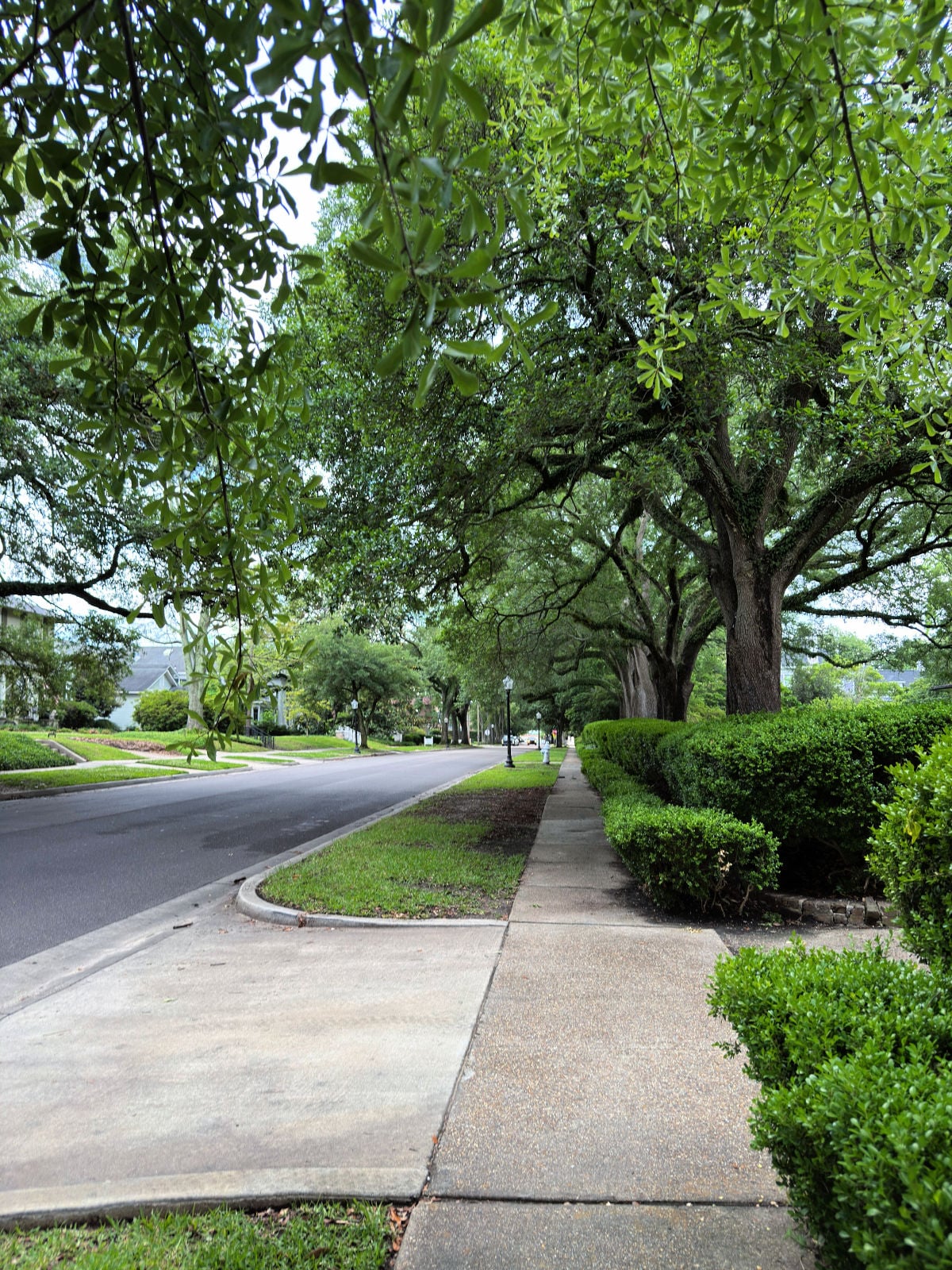Tree-lined residential street in Laurel, Mississippi, with large oak trees arching over the sidewalk and manicured hedges.
