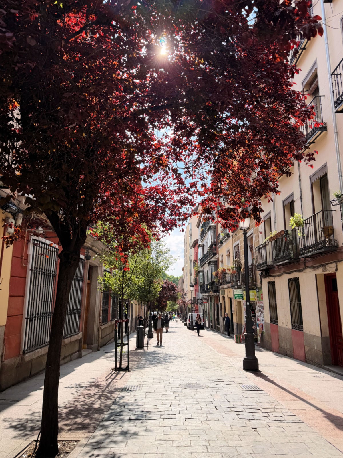Sunlight shining through deep red trees lining a quiet street in Madrid.