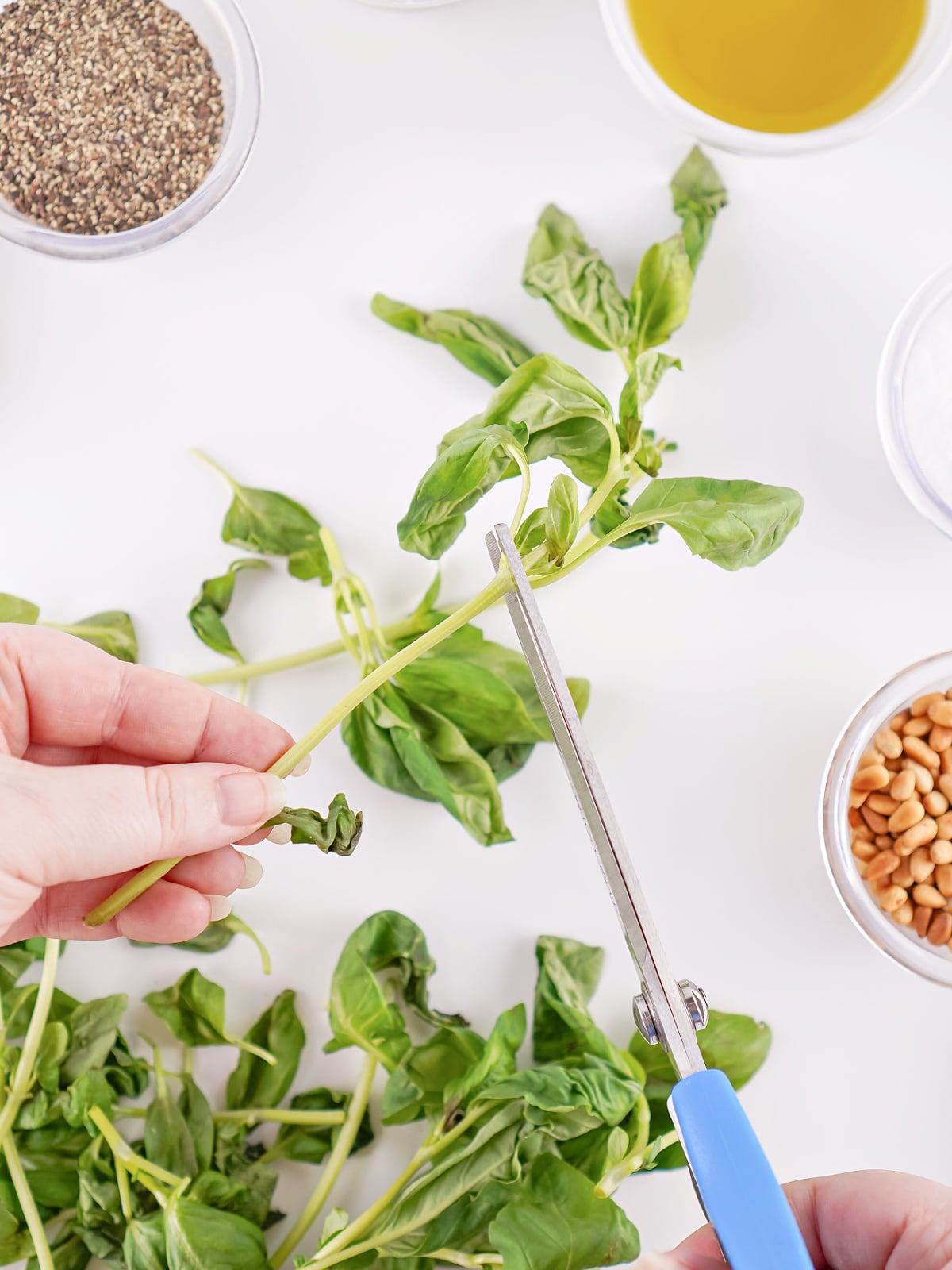 Hand using kitchen scissors to remove stems from fresh basil leaves before making homemade pesto.
